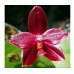 Орхидея 1 ветка (Zuma_Garnet)